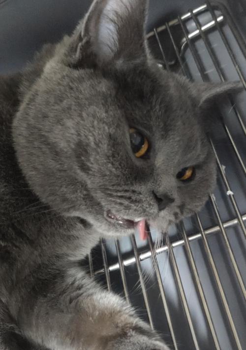 猫咪白内障手术（宠物白内障患者的痛苦与治疗）