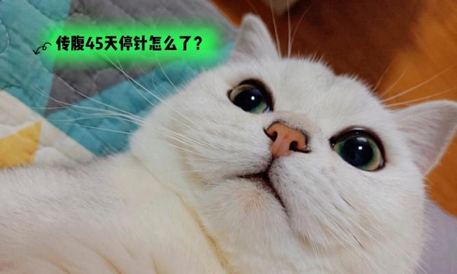 浅谈宠物猫咪白球比0.7的健康问题（以猫咪白球比为判断标准）