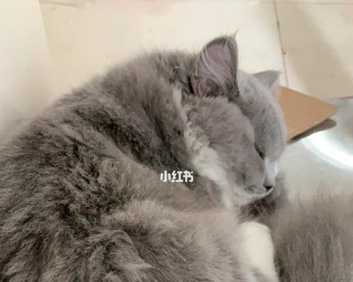 浅谈宠物猫咪白球比0.7的健康问题（以猫咪白球比为判断标准）