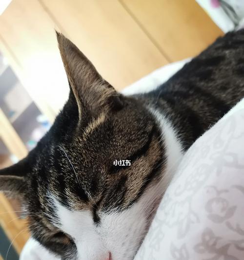 猫咪白天叫个不停（揭开猫咪白天大声叫的背后原因）