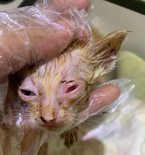 宠物猫白细胞低，该如何保健（白细胞低引发宠物猫健康问题）