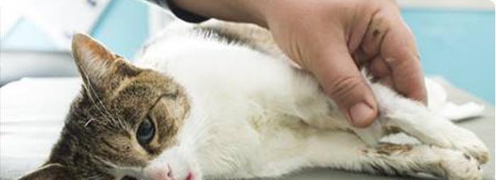 宠物猫白细胞低，该如何保健（白细胞低引发宠物猫健康问题）