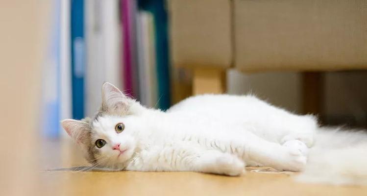 猫咪白细胞异常低，该怎么办（宠物护理）