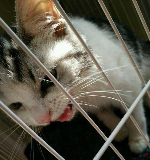 猫咪白细胞异常低，该怎么办（宠物护理）