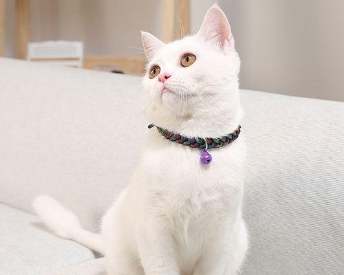 猫咪白雪公主项圈编织——萌宠必备（手工编织）