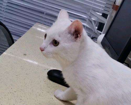 猫咪白月光与朱沙痣（珍惜每个陪伴的瞬间）