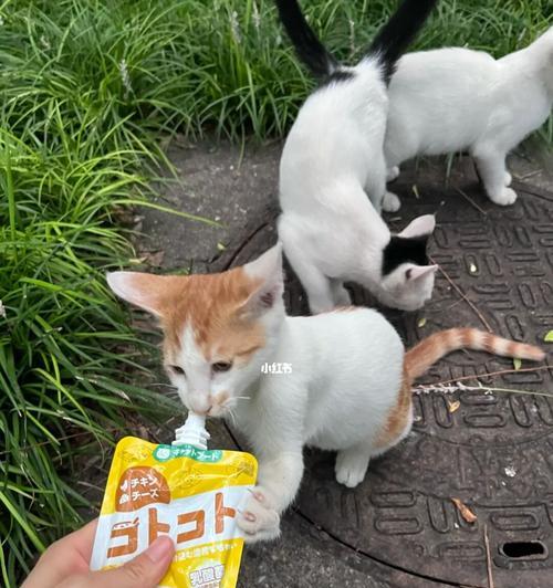 猫咪半散养的驱虫方法（让宠物更健康）