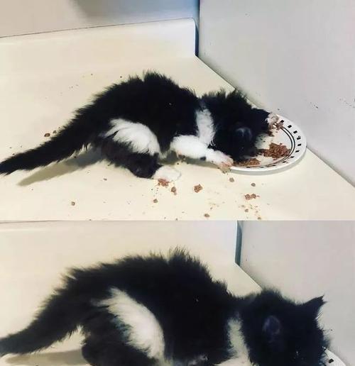 猫咪夜晚叫不停，该如何解决（宠物猫的夜间行为和饮食管理的注意事项）