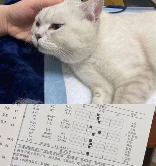 猫咪膀胱穿刺的针头选择（了解猫咪膀胱穿刺的针头种类）