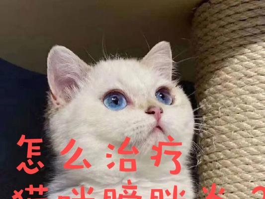 猫咪膀胱穿刺的针头选择（了解猫咪膀胱穿刺的针头种类）