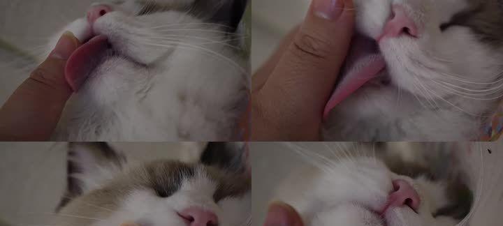 宠物猫咪的抱抓行为详解（探究猫咪咬手和舔手的原因及对主人的意义）