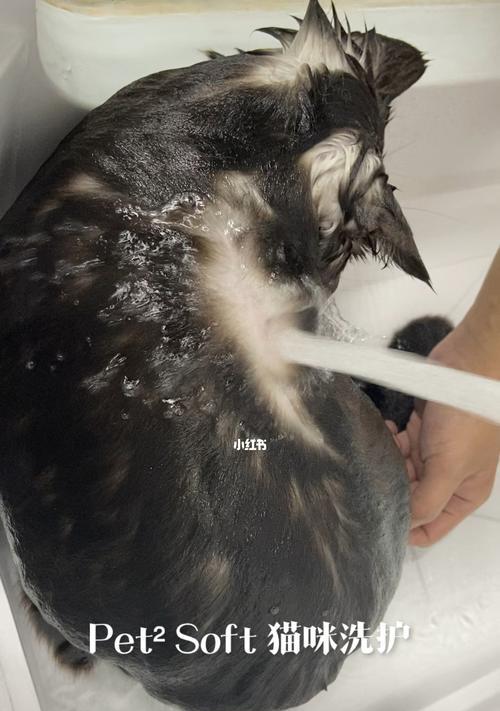 猫咪皮屑该怎么办（宠物保健小常识）