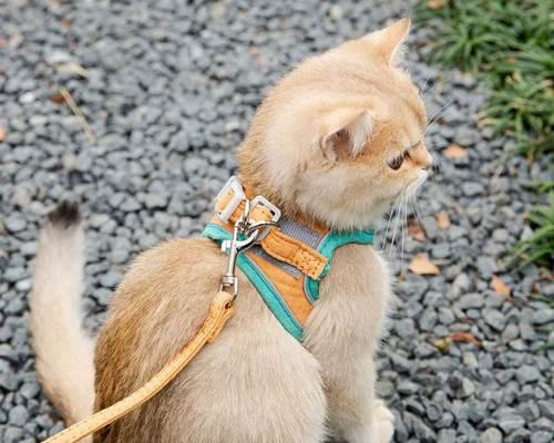 猫咪被猫打了一巴掌，主人该如何应对（以宠物为主的行为问题）