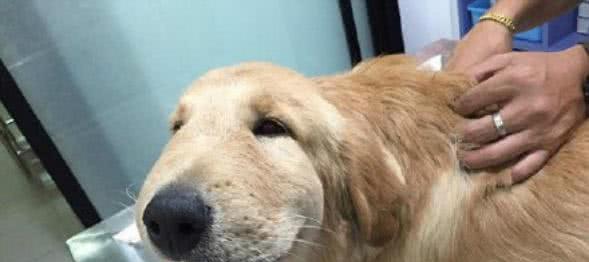 猫咪被蜜蜂蛰了，该怎么办（详细解读猫咪被蜜蜂蛰的表现及处理方法）