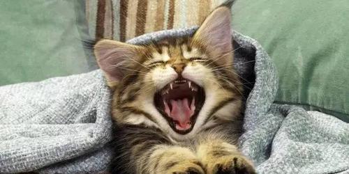 猫咪被蛇咬会不会死（解密蛇咬猫咪的真相）