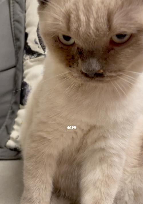 揭秘猫咪鼻涕臭的真相（了解猫咪鼻涕臭的成因及预防措施）