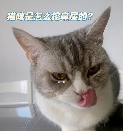 揭秘猫咪鼻涕臭的真相（了解猫咪鼻涕臭的成因及预防措施）