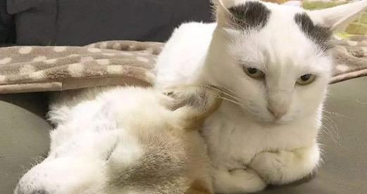 揭秘猫咪鼻涕臭的真相（了解猫咪鼻涕臭的成因及预防措施）
