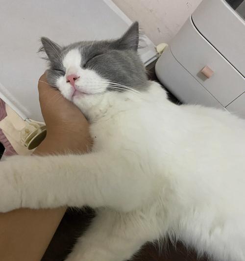 猫咪鼻涕到底要不要擦（正确处理猫咪鼻涕问题）