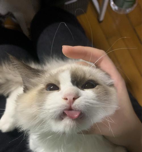 猫咪鼻涕到底要不要擦（正确处理猫咪鼻涕问题）