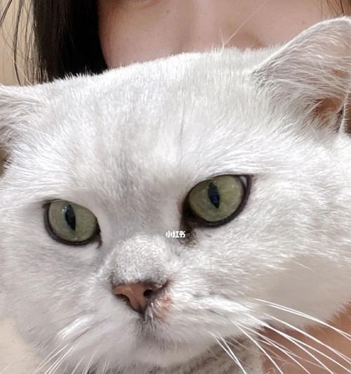 猫咪鼻涕到底要不要擦（正确处理猫咪鼻涕问题）