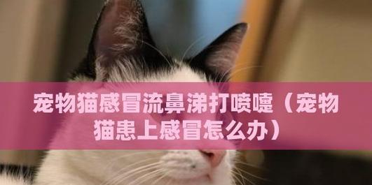 宠物猫咪鼻涕有血丝应如何治疗（详细了解猫咪鼻涕有血丝的原因与处理方法）