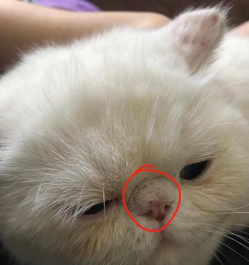 猫咪的舒适睡眠指南（关于猫咪鼻头干燥的原因与解决方法）