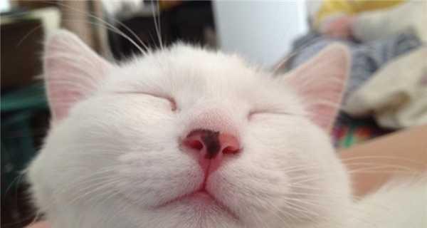 猫咪的舒适睡眠指南（关于猫咪鼻头干燥的原因与解决方法）