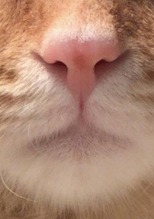 如何处理猫咪鼻头破了的情况（以宠物为主的紧急救治方法）