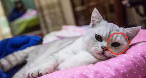 猫咪鼻头热且干燥怎么办（探究猫咪鼻头热且干燥的原因及治疗方法）