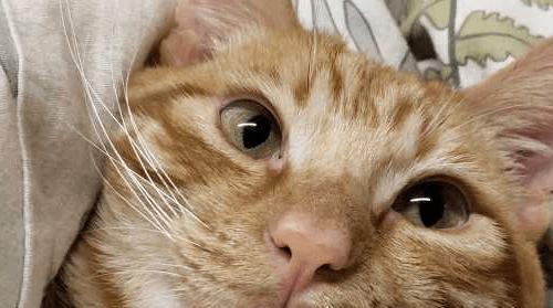 猫咪鼻炎治疗攻略（以宠物为主）