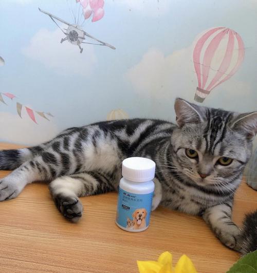 如何治疗猫咪鼻支炎（宠物护理指南）