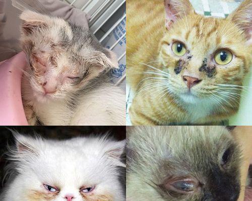 如何避免猫咪鼻支问题（让宠物猫咪更健康快乐的小窍门）
