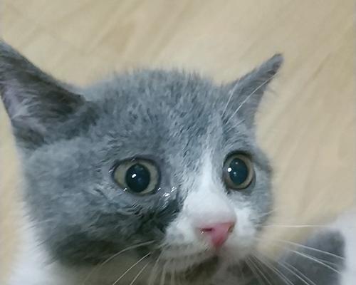 猫咪鼻支终生携带的重要性（宠物主人必看）