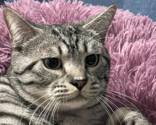猫咪鼻子边缘的痒症状解析（探索宠物猫鼻子痒原因和治疗方法）