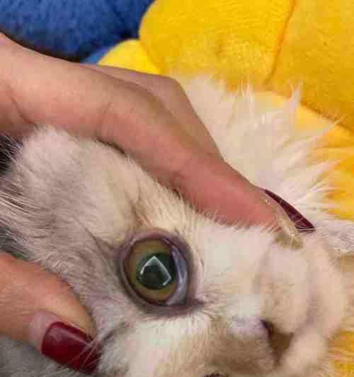 猫咪鼻子边缘的痒症状解析（探索宠物猫鼻子痒原因和治疗方法）