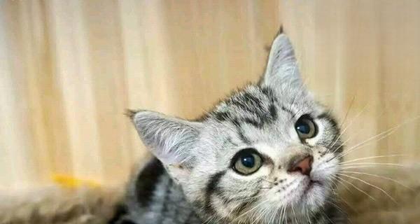 宠物猫咪为什么鼻子不通（探究猫咪鼻塞的原因和治疗方法）