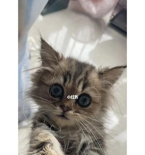 宠物猫咪为什么鼻子不通（探究猫咪鼻塞的原因和治疗方法）