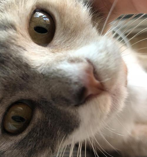 宠物猫咪为什么鼻子不通（探究猫咪鼻塞的原因和治疗方法）
