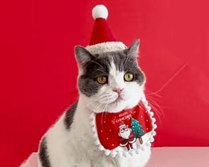 猫咪鼻子长红色小包（探究猫咪鼻子红色小包的成因与治疗方法）