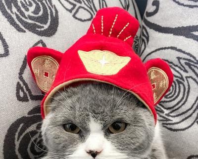 猫咪鼻子长红色小包（探究猫咪鼻子红色小包的成因与治疗方法）