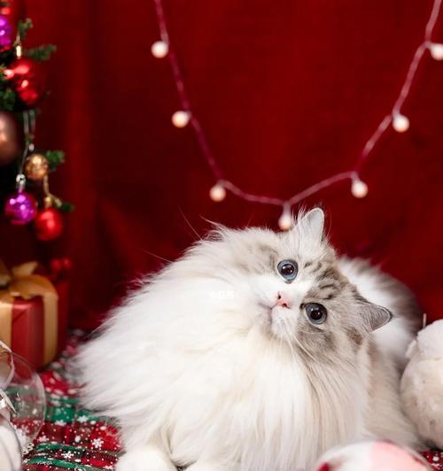 猫咪鼻子长红色小包（探究猫咪鼻子红色小包的成因与治疗方法）