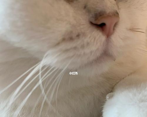 探究猫咪鼻子干燥流口水现象的原因与解决方法（以宠物为主）