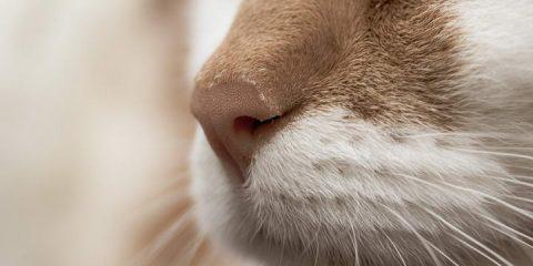 猫咪鼻子为什么会发热发干（探寻猫咪鼻子健康的重要性）