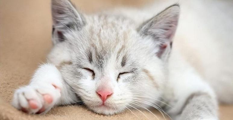 猫咪鼻子干拉稀没精神怎么办（宠物照顾指南）