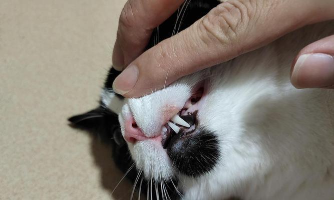 探究猫咪鼻子干舔嘴唇现象，揭秘猫咪健康秘密（通过观察猫咪鼻子下面嘴唇红红的特征）
