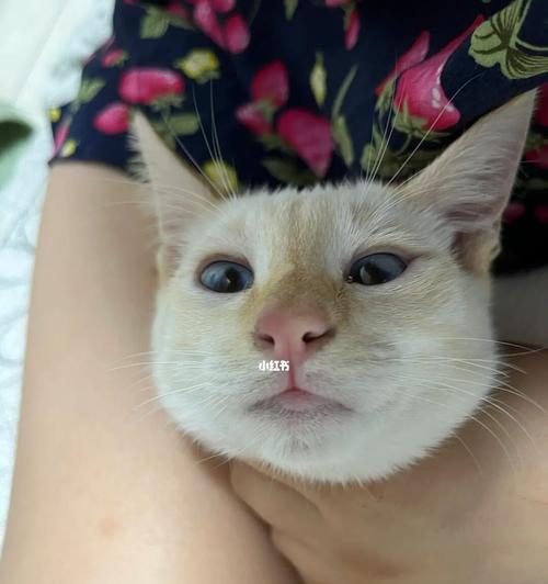 如何帮助宠物猫咪缓解干燥鼻子和热耳朵问题（探讨猫咪鼻子干燥和耳朵热的原因及解决方案）