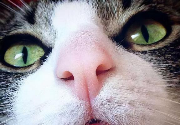 如何帮助宠物猫咪缓解干燥鼻子和热耳朵问题（探讨猫咪鼻子干燥和耳朵热的原因及解决方案）
