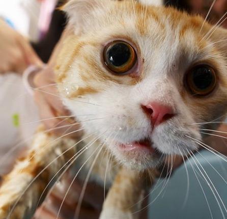 解决宠物猫咪结红痂问题的有效方法（从鼻子和眼周围开始）