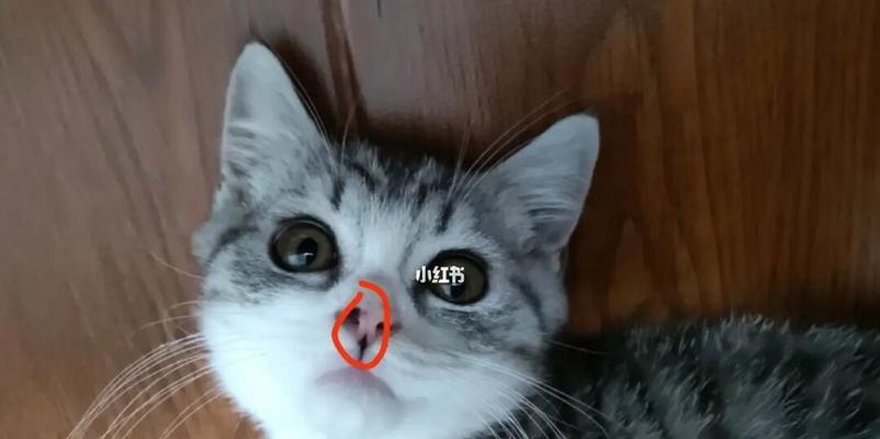 猫咪黑色鼻子和嘴唇的背后原因与保养方法（探究猫咪黑色鼻子和嘴唇的成因）